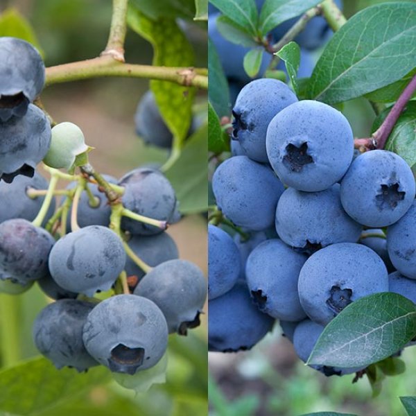 (image for) Nurseryman's Choice Blueberry Collection (2 plants)