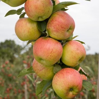 (image for) Sibley's Patio Apple 'Topaz'