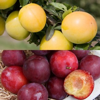 (image for) Mirabelle Plum Collection (2 Trees)