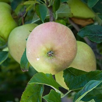 (image for) Sibley's Patio Apple 'Golden Delicious'