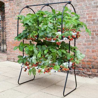 Agriframes Strawberry Tabletop with SuperCrowns