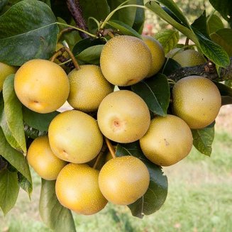 (image for) Nashi Pear Tree 'Twentieth Century'