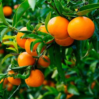 (image for) Mandarin Orange Tree (Satsuma Orange)