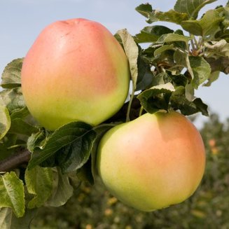 Apple Tree 'Arthur Turner'