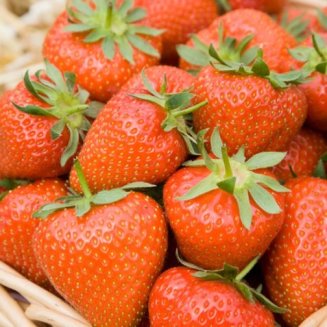 (image for) Strawberry Plants 'Christine' (12 plants)