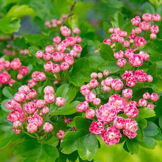 Crataegus laevigata 'Rosea Flore Pleno' (Hawthorn Tree)