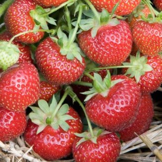 (image for) Strawberry Plants 'Royal Sovereign' (12 plants)