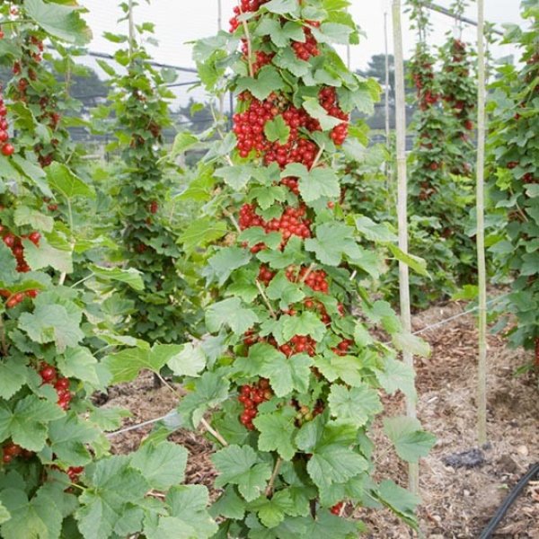 (image for) Redcurrant Cordon 'Jonkheer Van Tets' (3 Litre Pot)