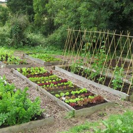 Pretty Tasty Vegetable Patch