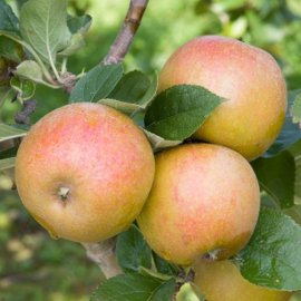 Apple Tree 'Ashmead's Kernel'