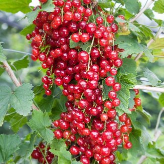 Redcurrant Bush 'Red Lake'