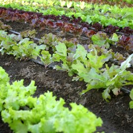 Quick Growing Salad Collection (90 plants)