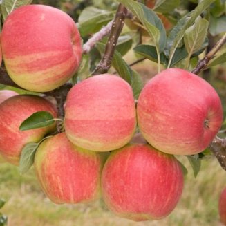 (image for) Apple Tree 'Winter Gem' (Pot Grown)