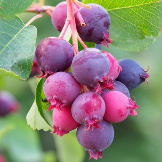 (image for) Saskatoon Bush 'Thiessen'