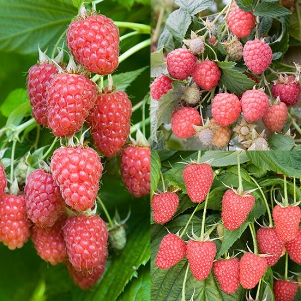 (image for) Summer & Autumn Raspberry Collection (15 canes)
