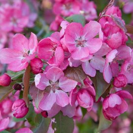 Malus 'Rudolph' (Crab Apple Tree)