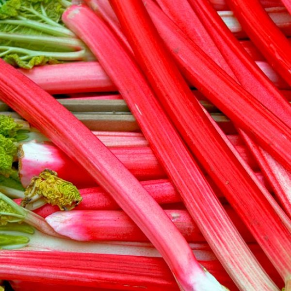 (image for) Rhubarb 'Champagne'