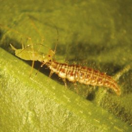 Lacewing Larvae (Treatment for 100m²)