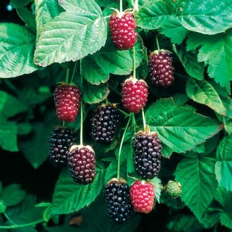 (image for) Boysenberry Thornless Bush