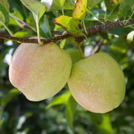 Apple Tree 'Golden Delicious'