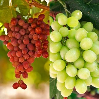 (image for) Seedless Grape Collection (2 Vines)