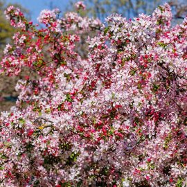 (image for) Malus x floribunda (Japanese Flowering Crab Apple Tree)