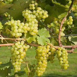 (image for) Grape Vine 'Bacchus'