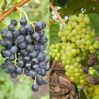 Outdoor Grape Collection (2 Pot Grown Vines)