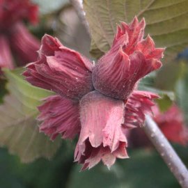 Red Filbert Tree 'Rote Zellernuss' (3 Litre Pot)