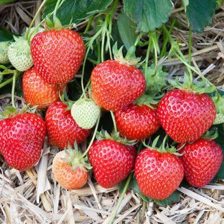 Strawberry Plants 'Marshmello' (12 plants)