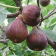 (image for) Standard Fig Tree \'Chelsea\'