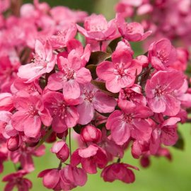 (image for) Malus 'Harry Baker' (Crab Apple Tree)