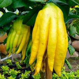 Hand of Buddha Tree