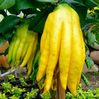 Hand of Buddha Tree