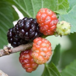 (image for) Mulberry Trees