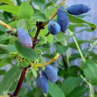 (image for) Honeyberry Bush 'Blue Banana'