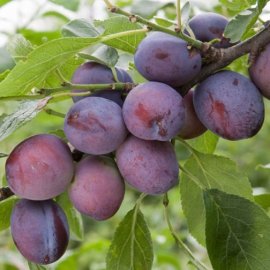 (image for) Cordon Plum 'Herman'