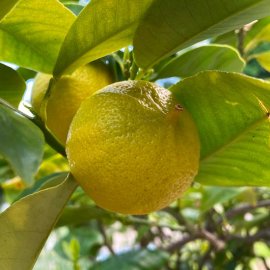 Bergamot Orange Tree