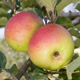 (image for) Apple Tree 'Newton Wonder'