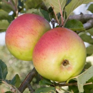 Apple Tree 'Newton Wonder'