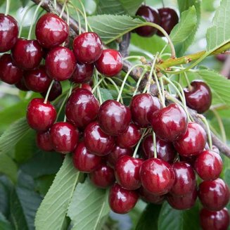 Cherry Tree 'Regina' (Pot Grown)