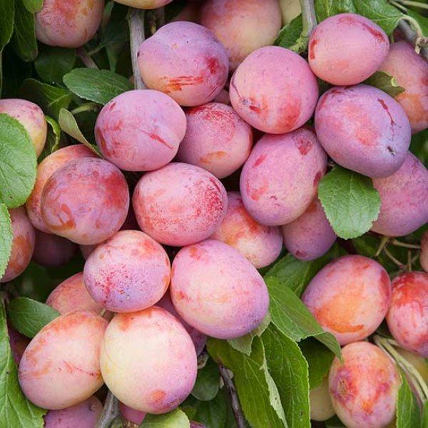 Cordon Plum Tree 'Victoria' Ideal For Small Gardens