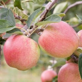 (image for) Apple Tree 'Laxton's Superb' (Pot Grown)