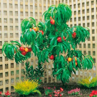 (image for) Dwarf Nectarine Tree 'Rubis'
