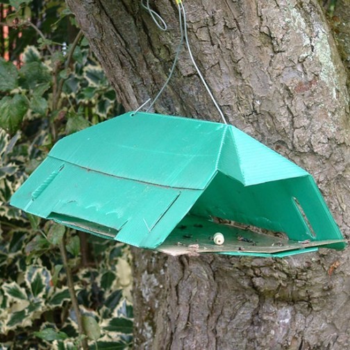 Codling Moth Trap - Click Image to Close