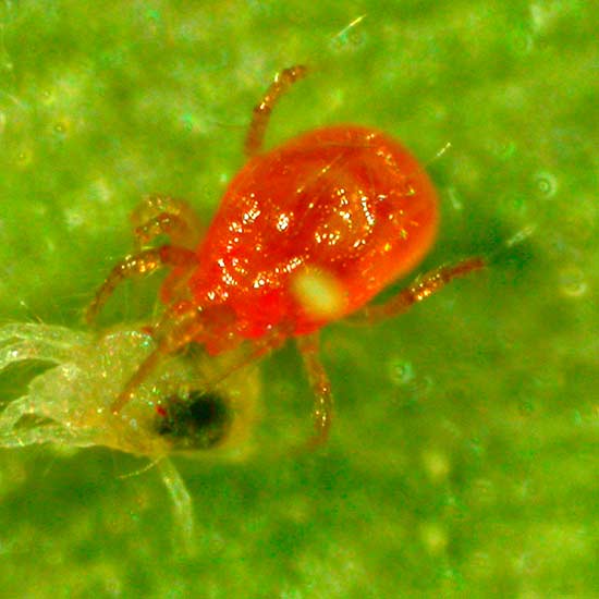 Red Spider Mite Killer (Treatment for 100m²) - Click Image to Close