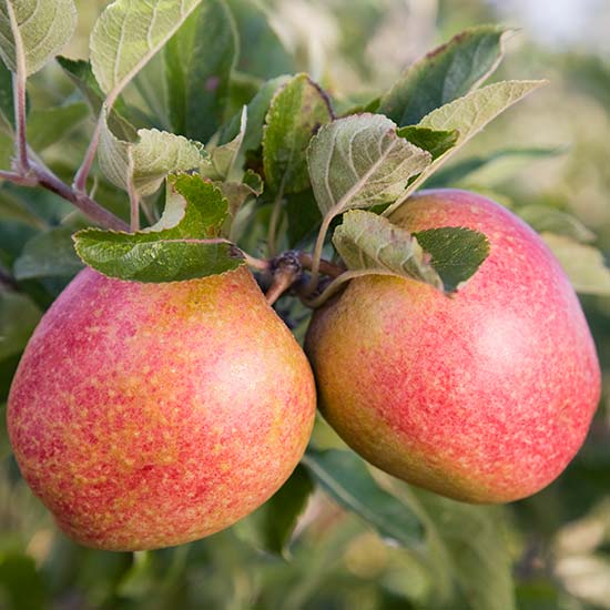 Apple Tree 'Adam's Pearmain' - Click Image to Close