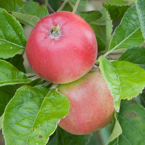 Cordon Apple 'Beauty of Bath' - Click Image to Close