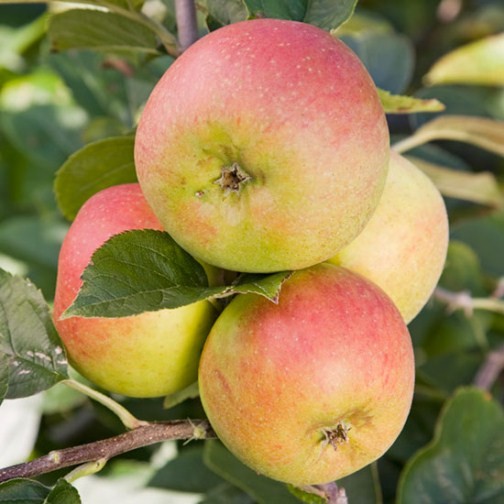 Apple Tree 'Blenheim Orange' - Click Image to Close