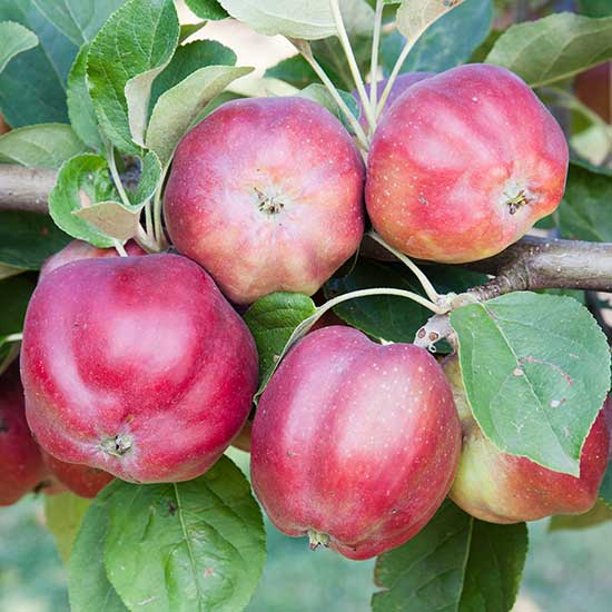 Apple Tree 'Bloody Ploughman' - Click Image to Close